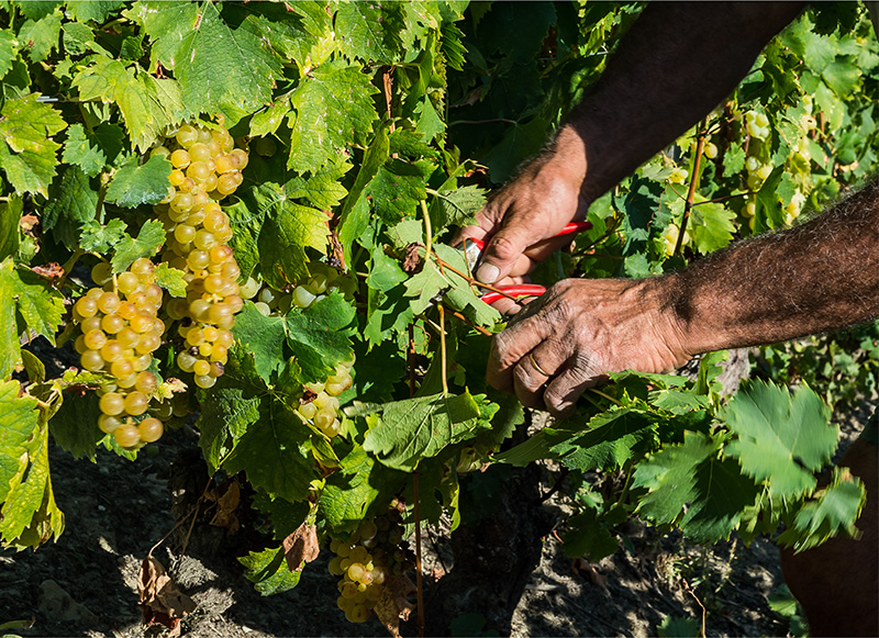 Closeup of man picking green grapes